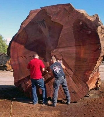Паркет из мербау. О качествах этой древесины